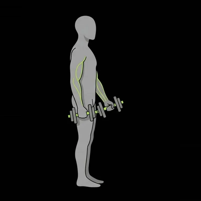 Dumbbell curl, step 3 of 3: squeeze, then lower slowly
